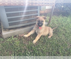 German Shepherd Dog Puppy for Sale in MCDONOUGH, Georgia USA