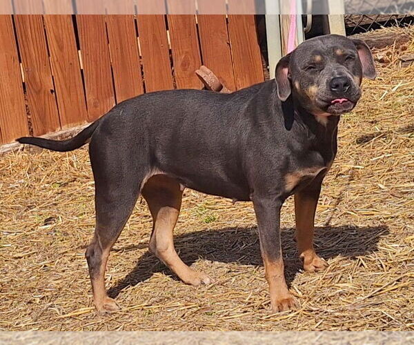 Medium Photo #4 American Pit Bull Terrier-Unknown Mix Puppy For Sale in Wetumpka, AL, USA