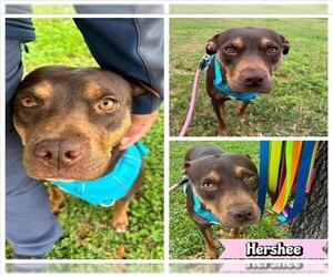 Labrador Retriever-Unknown Mix Dogs for adoption in San Antonio, TX, USA