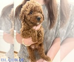 Small #2 Goldendoodle (Miniature)