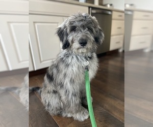 Aussiedoodle Dogs for adoption in MARYSVILLE, OH, USA
