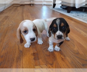Basset Hound Puppy for sale in CANTON, GA, USA
