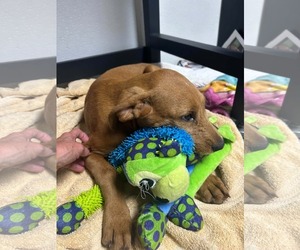 Huck - Male Boxer-Golden Retriever Mix Dog for Adoption - Photo #2