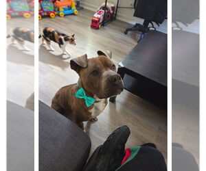 American Staffordshire Terrier-Unknown Mix Dogs for adoption in San Diego, CA, USA