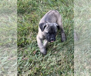 Cane Corso Puppy for Sale in COLUMBUS, Indiana USA