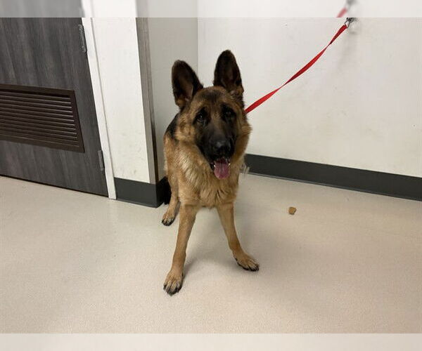 Medium Photo #1 German Shepherd Dog Puppy For Sale in Corona, CA, USA