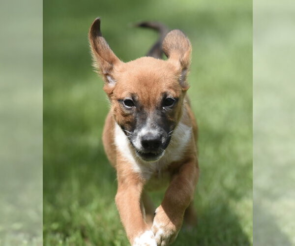 Medium Photo #7 Mutt Puppy For Sale in Mechanicsburg, PA, USA