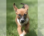 Small #6 Mutt