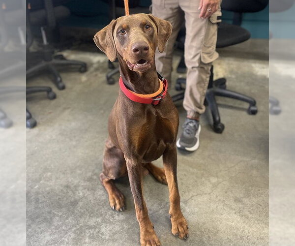 Medium Photo #2 Doberman Pinscher Puppy For Sale in Camarillo, CA, USA