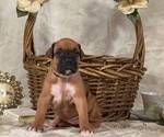 Small #4 Boxer