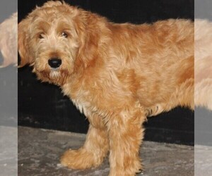 Father of the Goldendoodle-Poodle (Miniature) Mix puppies born on 04/25/2020