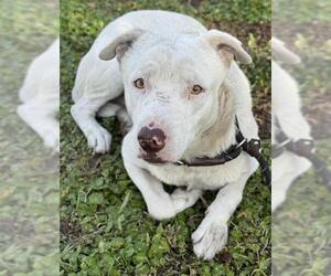 Labrador Retriever-Unknown Mix Dogs for adoption in Fort Lauderdale, FL, USA