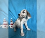 Puppy Cookie Great Dane