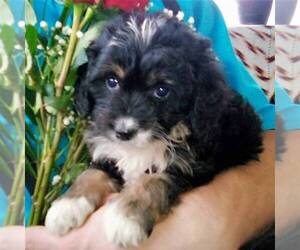 Miniature Bernedoodle Puppy for sale in NEWAYGO, MI, USA