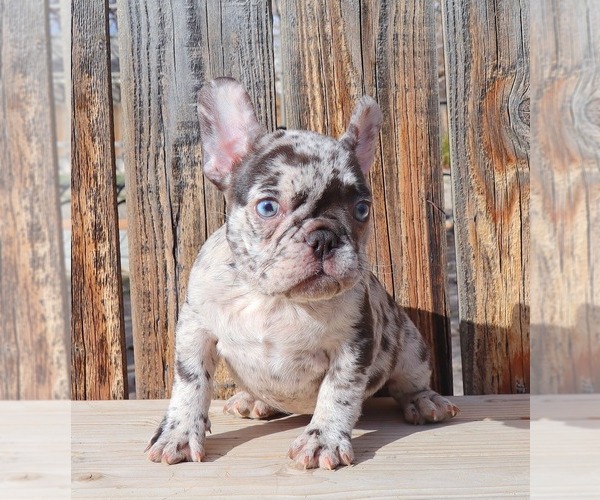 Medium Photo #3 French Bulldog Puppy For Sale in BEVERLY HILLS, CA, USA