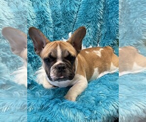 French Bulldog Puppy for sale in TALALA, OK, USA