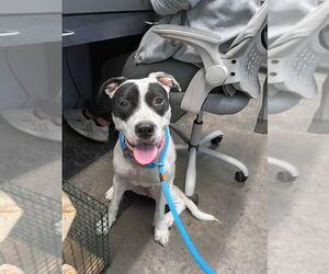Madonna - Female Mutt Dog for Adoption - Photo #4