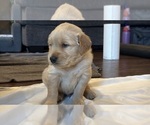 Small #5 Golden Retriever
