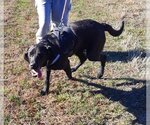 Small Photo #5 Coonhound-Retriever  Mix Puppy For Sale in Mountain View, AR, USA