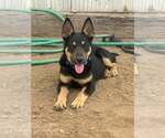 Timmy - Male Australian Shepherd Dog for Adoption - Small photo
