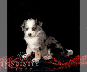 Bernedoodle (Miniature) Puppy for sale in GORDONVILLE, PA, USA