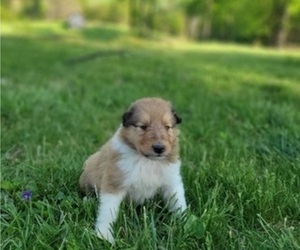Collie Puppy for sale in MASSIES MILL, VA, USA
