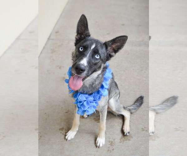 Medium Photo #1 Siberian Husky-Unknown Mix Puppy For Sale in McKinney, TX, USA