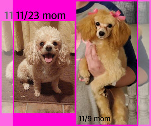 Mother of the Maltipoo puppies born on 11/09/2022