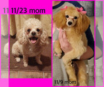 Small Photo #1 Maltipoo Puppy For Sale in LANCASTER, KY, USA