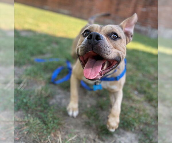 Medium Photo #1 American Pit Bull Terrier Puppy For Sale in Boston, MA, USA