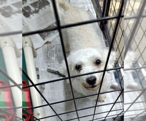 Bichon Frise Dogs for adoption in Mukwonago, WI, USA