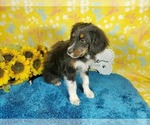 Small Photo #26 Bernedoodle-Poodle (Toy) Mix Puppy For Sale in BLACK FOREST, CO, USA
