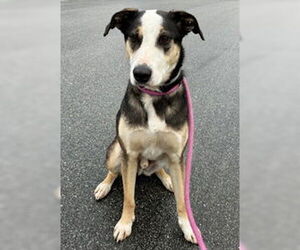 Catahoula Leopard Dog Dogs for adoption in Salinas, CA, USA