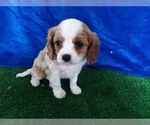 Small Photo #5 Cavalier King Charles Spaniel Puppy For Sale in SCOTTVILLE, MI, USA