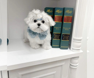 Maltese Puppy for sale in HAYWARD, CA, USA