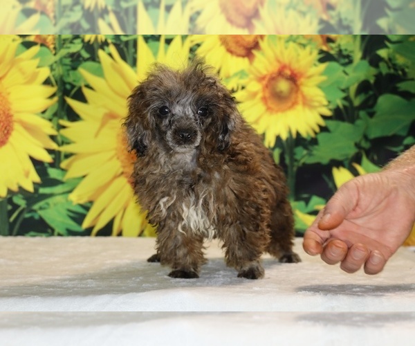 Medium Photo #29 Poodle (Toy) Puppy For Sale in DYERSBURG, TN, USA