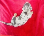 Small Photo #5 American Bully Puppy For Sale in TRENTON, NJ, USA