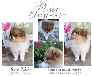 Pomeranian Puppy for sale in ADA, OK, USA