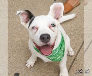 Londyn - Male Mutt Dog for Adoption - Photo #8