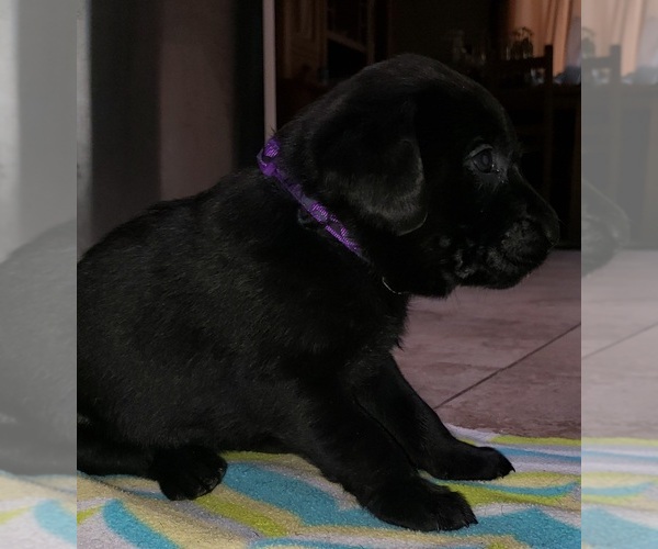 Medium Photo #124 Labrador Retriever Puppy For Sale in OLYMPIA, WA, USA