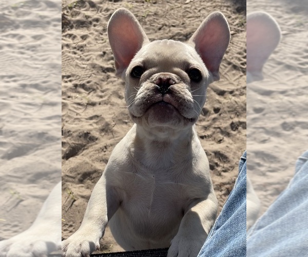 Medium Photo #1 French Bulldog Puppy For Sale in CLEARWATER, FL, USA