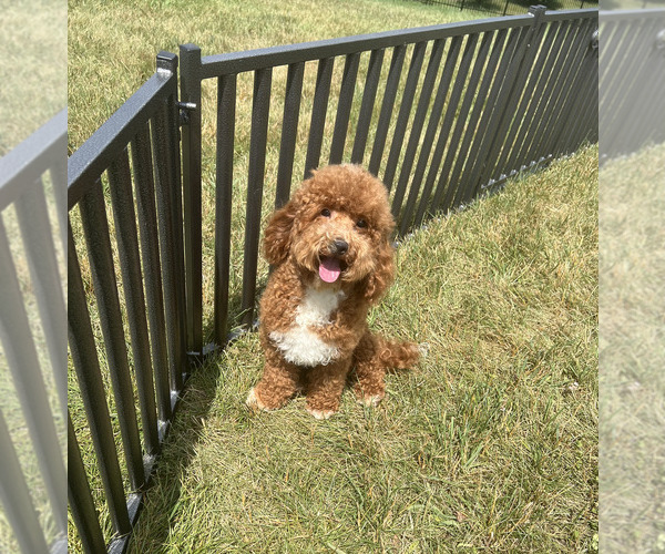 Medium Photo #104 Maltipoo Puppy For Sale in WARSAW, IN, USA