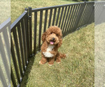 Small #9 Maltipoo