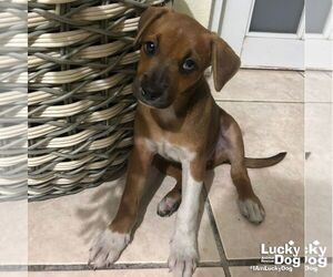 Labrador Retriever-Unknown Mix Dogs for adoption in Washington, DC, USA