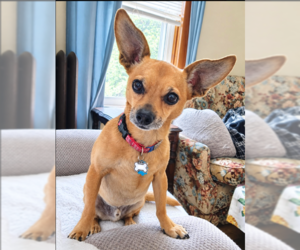Chihuahua-Unknown Mix Dogs for adoption in Cranston, RI, USA