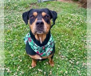 Rottweiler-Unknown Mix Dogs for adoption in Tulsa, OK, USA
