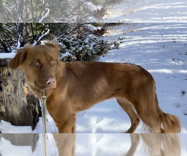 Medium Photo #11 Golden Shepherd Puppy For Sale in Laramie, WY, USA