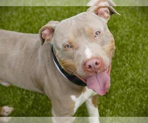 American Staffordshire Terrier Dogs for adoption in Tallahassee, FL, USA