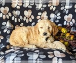 Small Photo #5 Goldendoodle Puppy For Sale in PEACH BOTTOM, PA, USA