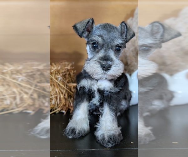 Medium Photo #3 Schnauzer (Miniature) Puppy For Sale in GOSHEN, IN, USA